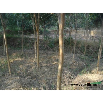 朴树15-50公分