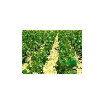 江苏速生杨树苗