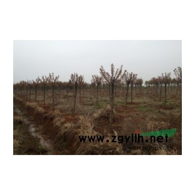 江西南昌转让200亩苗圃土地