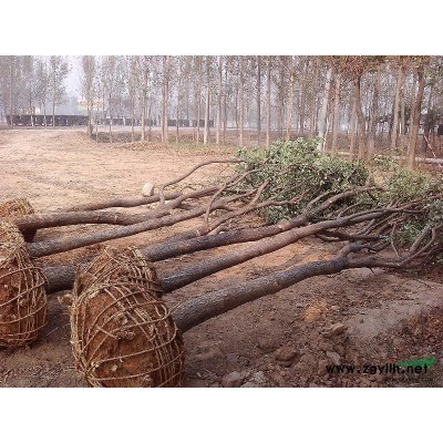 大量出售国槐2-60cm、白蜡2-25cm、合欢345cm