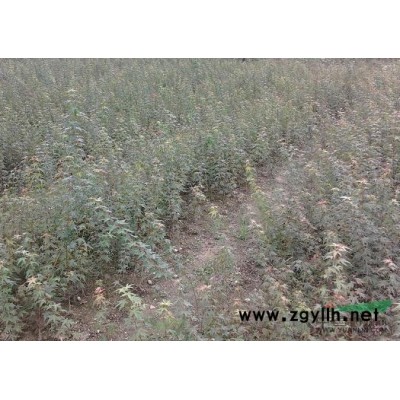 浙江地区供应红叶李