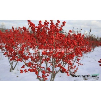 供应美国红火箭紫薇