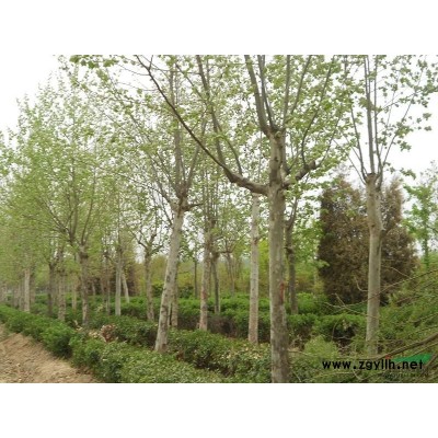 10--25公分法桐大量出售
