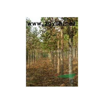 供应2013年法桐小苗价格