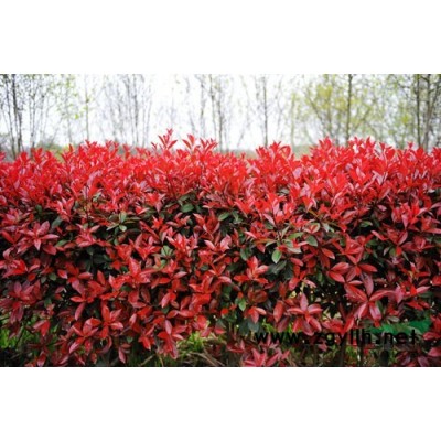 苗圃基地大量批售绿化苗木