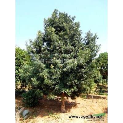 想找正宗火红丹桂，优质火红丹桂就到本苗木场，价格优惠