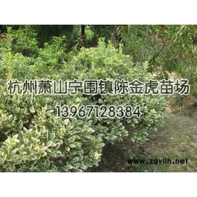 小叶女贞冠 、径 120、80