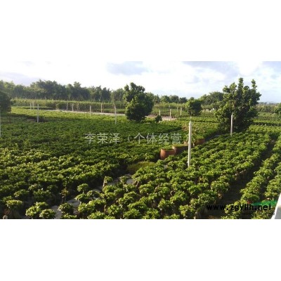 荣泽榕树盆景提供各种沙西特色榕树盆景