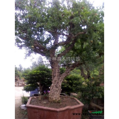 经销石榴树、果石榴、花石榴，D15-25，地栽、盆栽！