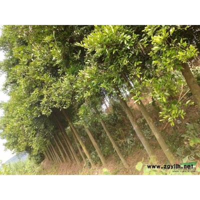 广西柳州供应竹柏8-15公分