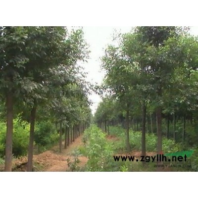 供应；国槐法桐.1-20公分