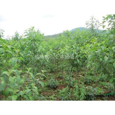 云南地区供应2-4公分四照花