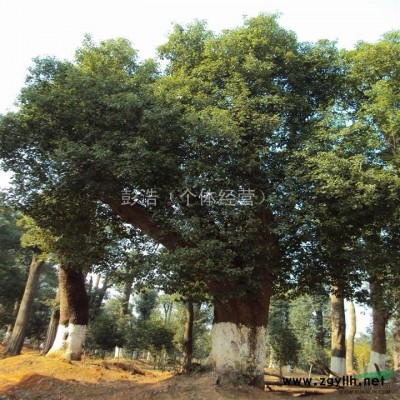 常年大量供应香樟树，桂花树，楠木树，等多种景观树