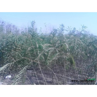 本园林出售大量 杨树柳树