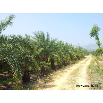 大批中东海枣，罗汉松，细叶榄仁，秋枫等供应