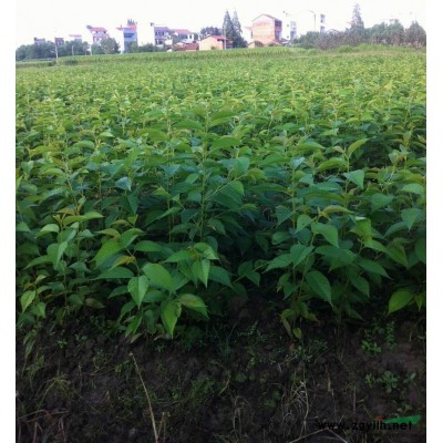 樱花小苗供应/樱花小苗图片