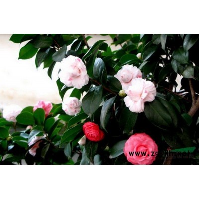 绿花桂花-五色赤丹-五彩四季桂-圆叶竹柏-花迪斯