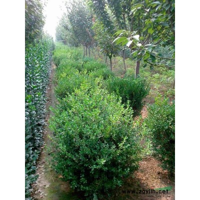 紫叶李 红叶李批发/山东紫叶李 红叶李