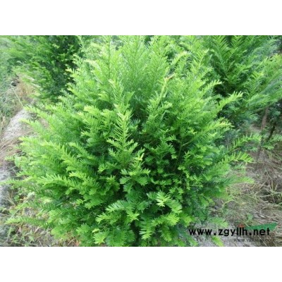 福建红豆杉盆景