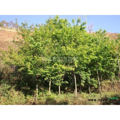 冬樱花、云南樱花、蓝花楹等