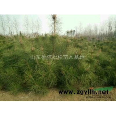 侧柏价格|侧柏苗木价格|侧柏树价格