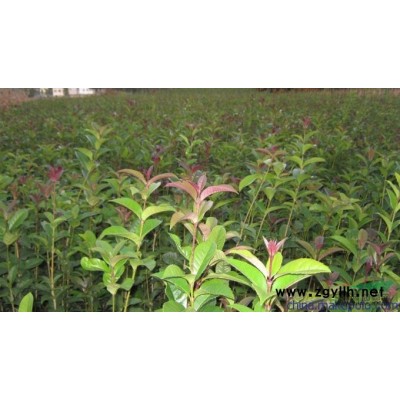 大量供应优质桂花树苗木