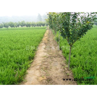 日照地区供应50公分左右小龙柏