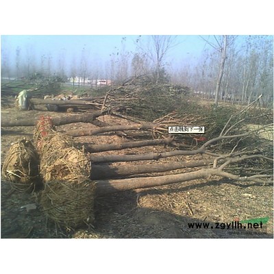 山东哪有大型苗木基地