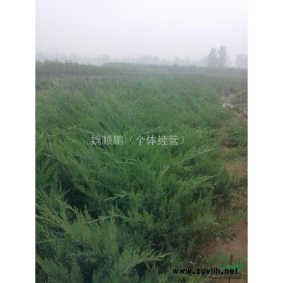 沙地柏 国槐 白腊 水腊 五角枫 侧桧 北京桧 各种苗木