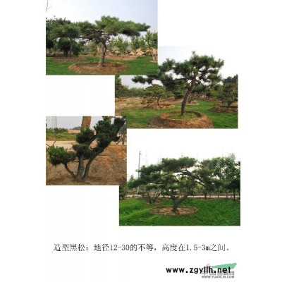 造型龙柏、造型黑松、造型石榴