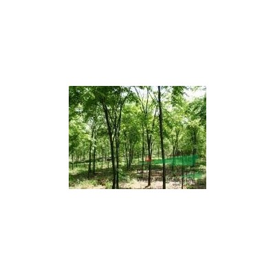 江苏地区供应1-15公分栾树