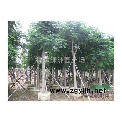 福建盆架子 漳州盆架子 盆架子价格