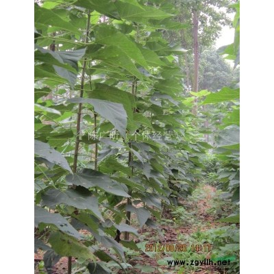 楸树专供楸树任挑选可面谈