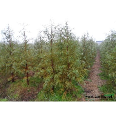 靖江中山杉---3cm常年供应