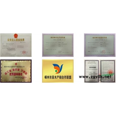 大量长期供应乐昌含笑