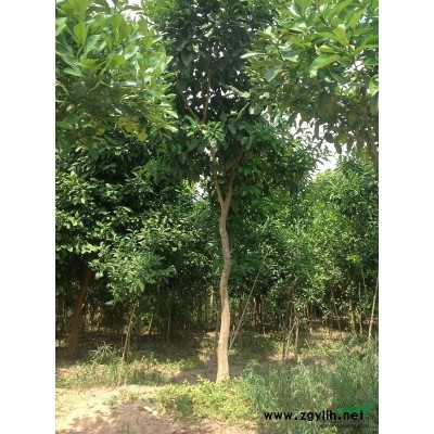 香泡树-金华兰溪-5-20公分-浙江