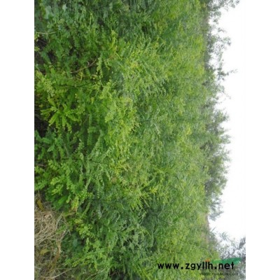 大量供应速生国槐速生白蜡蜀侩华山松