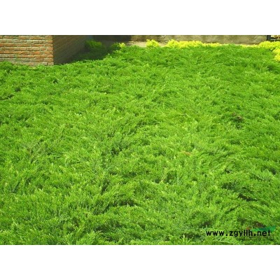 金叶复叶槭，紫叶绸李，（兴安柏爬地柏）金山，金焰