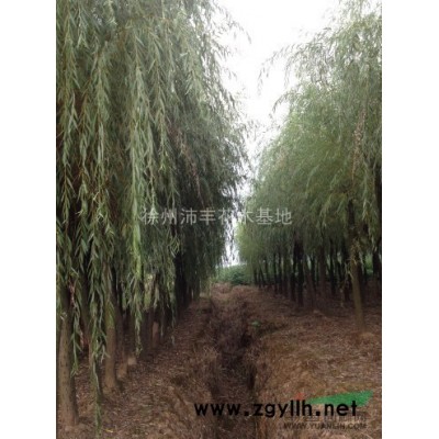 供胸径20公分以上大柳树780棵