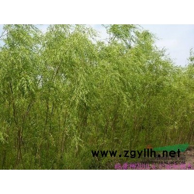 供应大量一年生，二年生白蜡