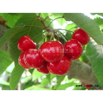 桃苗、山东桃树品种苗、泰安桃苗、桃树品种苗