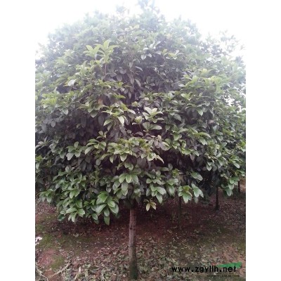 长沙新花篮苗木长期供应4-20公分桂花