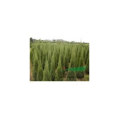 供应刺槐、塔柏、雪松、刺柏等观光树苗