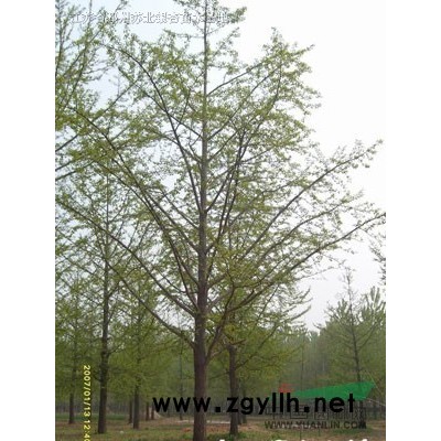 银杏,大银杏树，银杏小苗