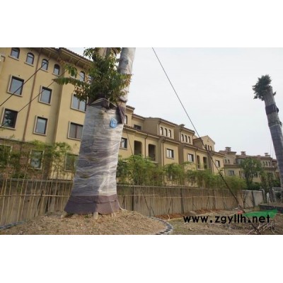 浙江千年紫薇23，大紫薇/千年紫薇23，大紫薇批发