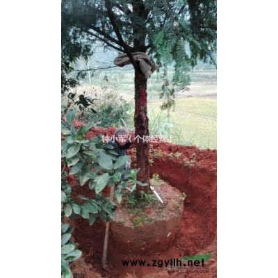 南方红豆杉直径1-15公分