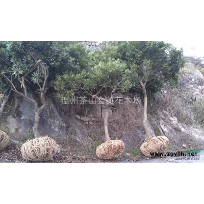 浙江温州地区批发供应绿化苗木茶花赤丹