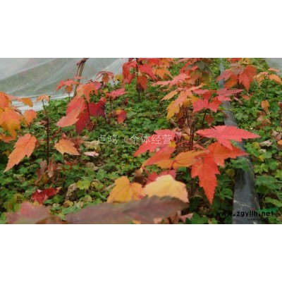 出售红枫苗
