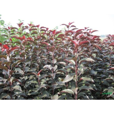 红肉海棠|东北红肉海棠苗&红肉海棠小苗|品种纯的红肉海棠苗