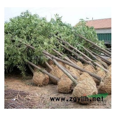 107速生杨，白蜡，合欢，法桐，垂柳，千头椿，银杏等等